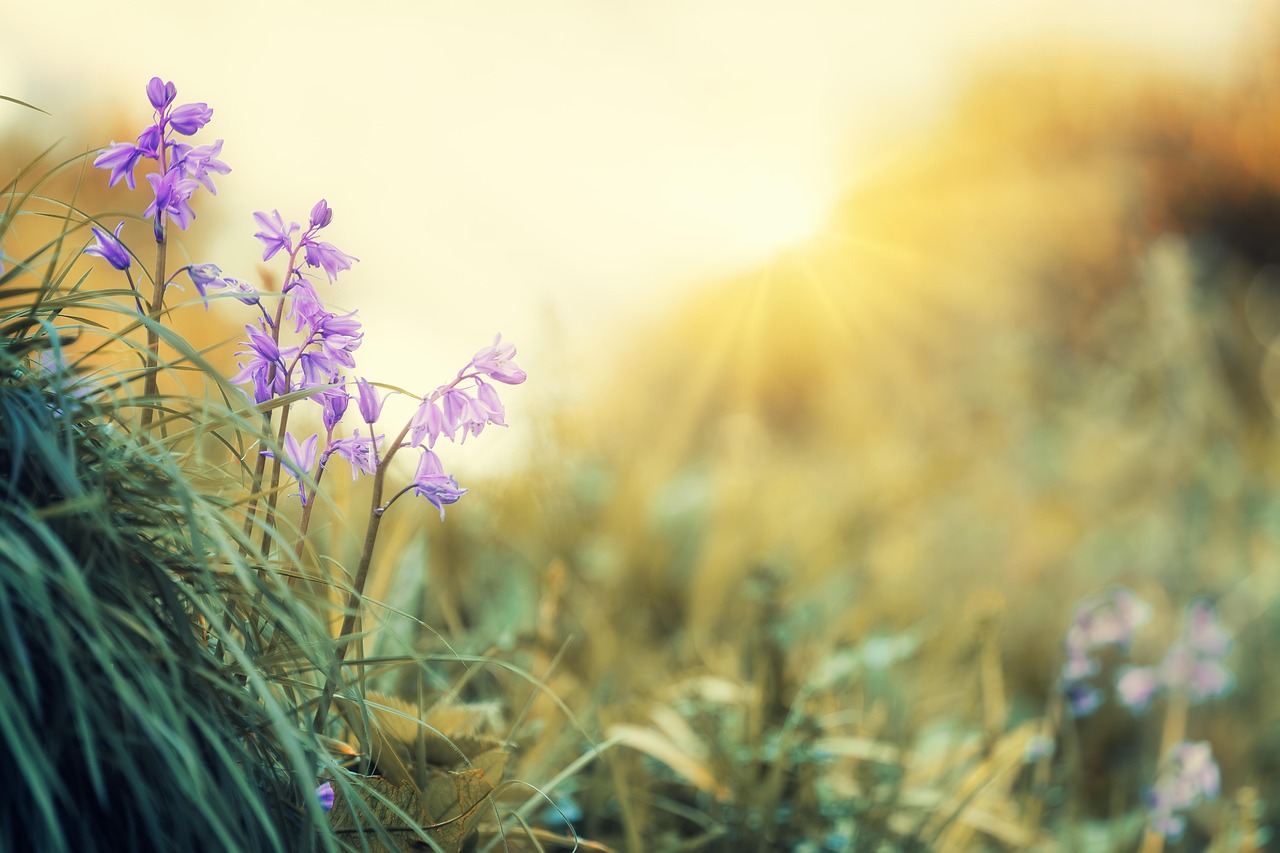 Soft pink and violet spring blossoms glowing in warm sunlight, evoking a calm and peaceful mood for mental wellness and journaling content