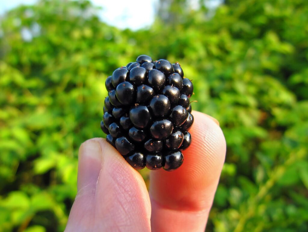 Close-up of a ripe, glossy blackberry held between fingertips, representing one of the top high-fiber summer foods such as blackberries and raspberries.