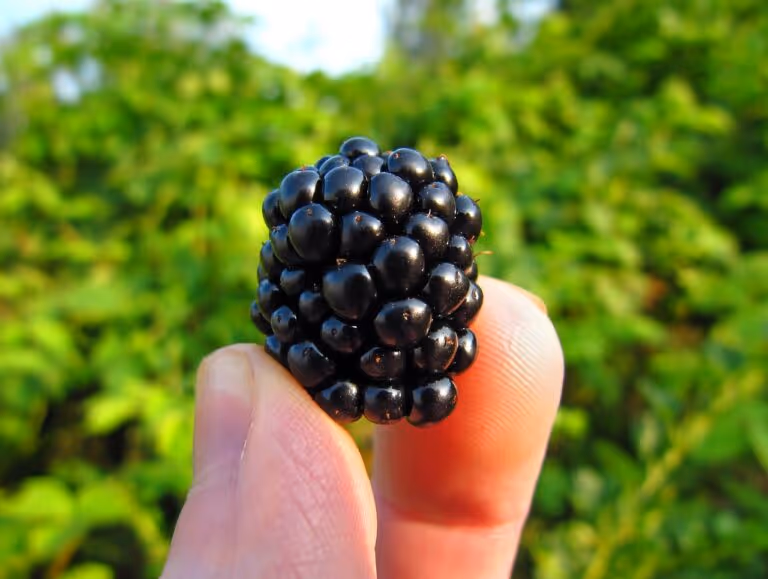 Close-up of a ripe, glossy blackberry held between fingertips, representing one of the top high-fiber summer foods such as blackberries and raspberries.