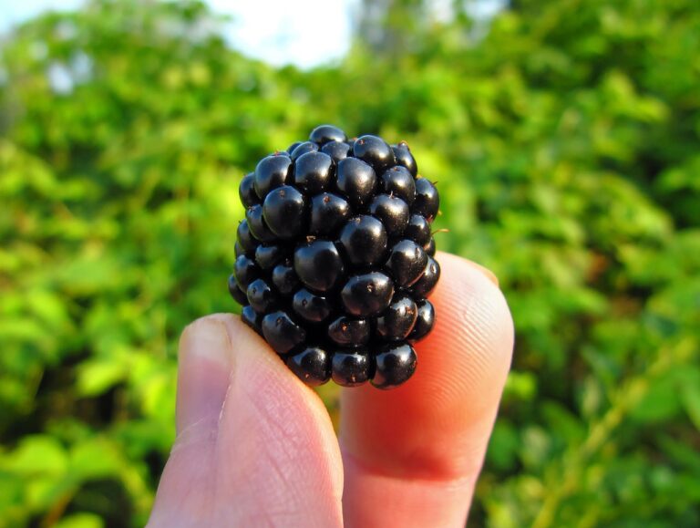 Close-up of a ripe, glossy blackberry held between fingertips, representing one of the top high-fiber summer foods such as blackberries and raspberries.