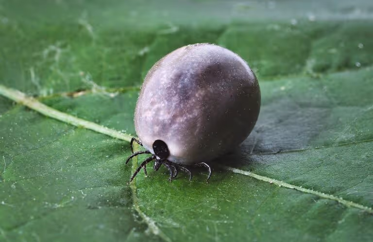 Close-up macro photo of a tick on a green leaf, representing tick bite prevention and tick-borne disease risk in backyards and residential areas