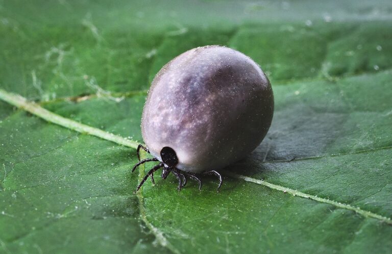 Close-up macro photo of a tick on a green leaf, representing tick bite prevention and tick-borne disease risk in backyards and residential areas