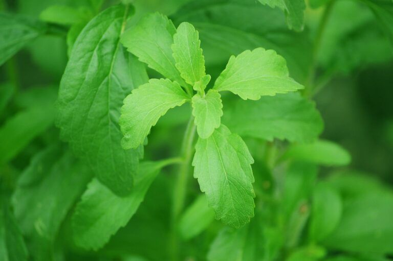 Close-up of fresh green stevia leaves, a natural sweetener, with water droplets on the surface, representing natural alternatives to sugar and their effects on gut health