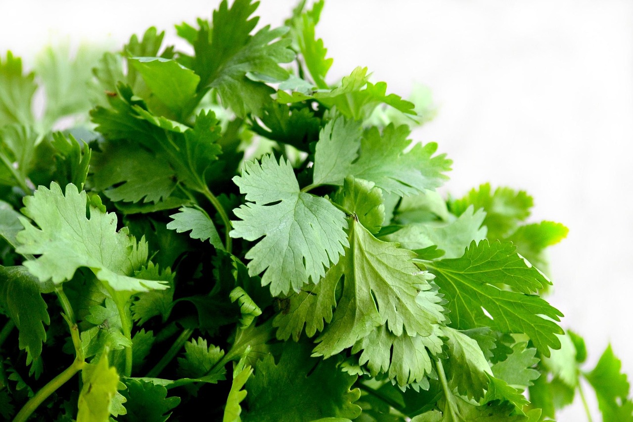 Close-up of fresh green cilantro leaves on a rustic wooden surface, representing imported fresh produce linked to the 2026 cyclosporiasis outbreak
