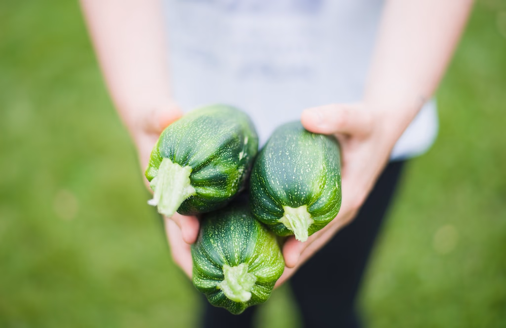 Fresh green zucchinis on a surface, the key ingredient for healthy zucchini oatmeal cups breakfast recipe