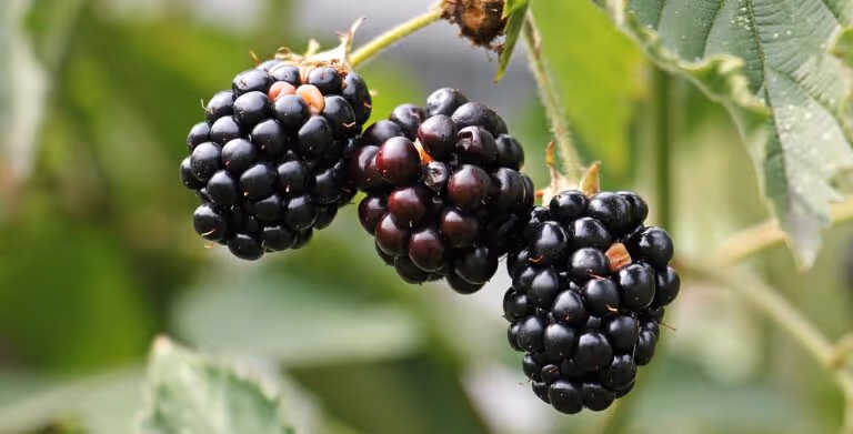 Fresh ripe blackberries growing on a bramble bush, representing fresh berries that can be stored properly to extend their shelf life