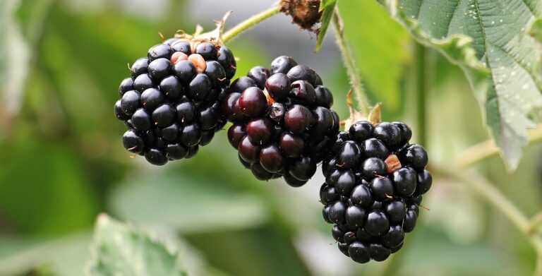 Fresh ripe blackberries growing on a bramble bush, representing fresh berries that can be stored properly to extend their shelf life