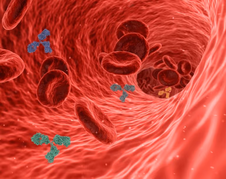 3D illustration of antibodies and red blood cells within a blood vessel, representing immune system function and the role of choline in supporting immunity