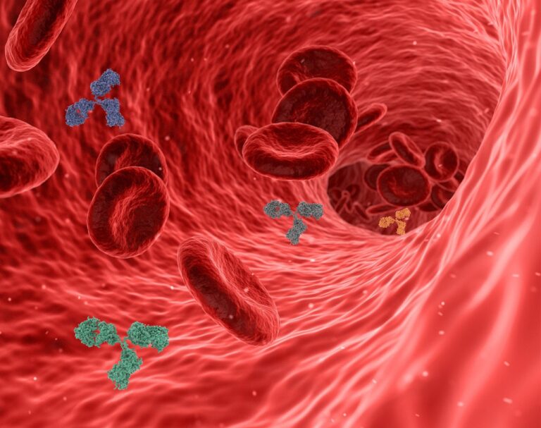 3D illustration of antibodies and red blood cells within a blood vessel, representing immune system function and the role of choline in supporting immunity