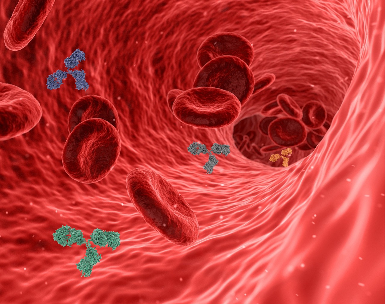 3D illustration of antibodies and red blood cells within a blood vessel, representing immune system function and the role of choline in supporting immunity
