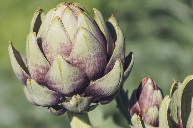 Fresh green artichoke on a neutral background, representing whole, unprocessed plant foods central to ancestral and evolutionary nutrition principles