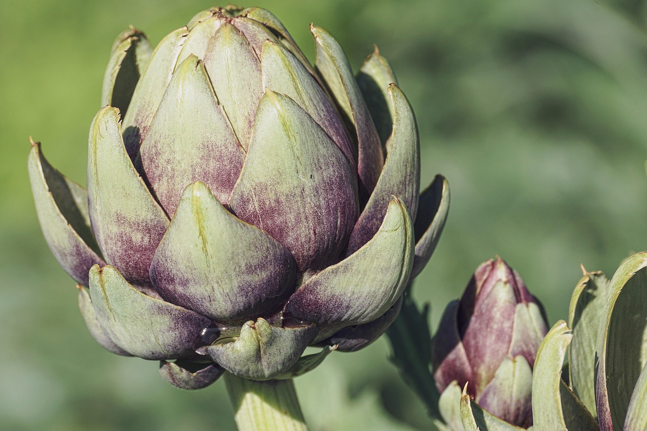 Fresh green artichoke on a neutral background, representing whole, unprocessed plant foods central to ancestral and evolutionary nutrition principles