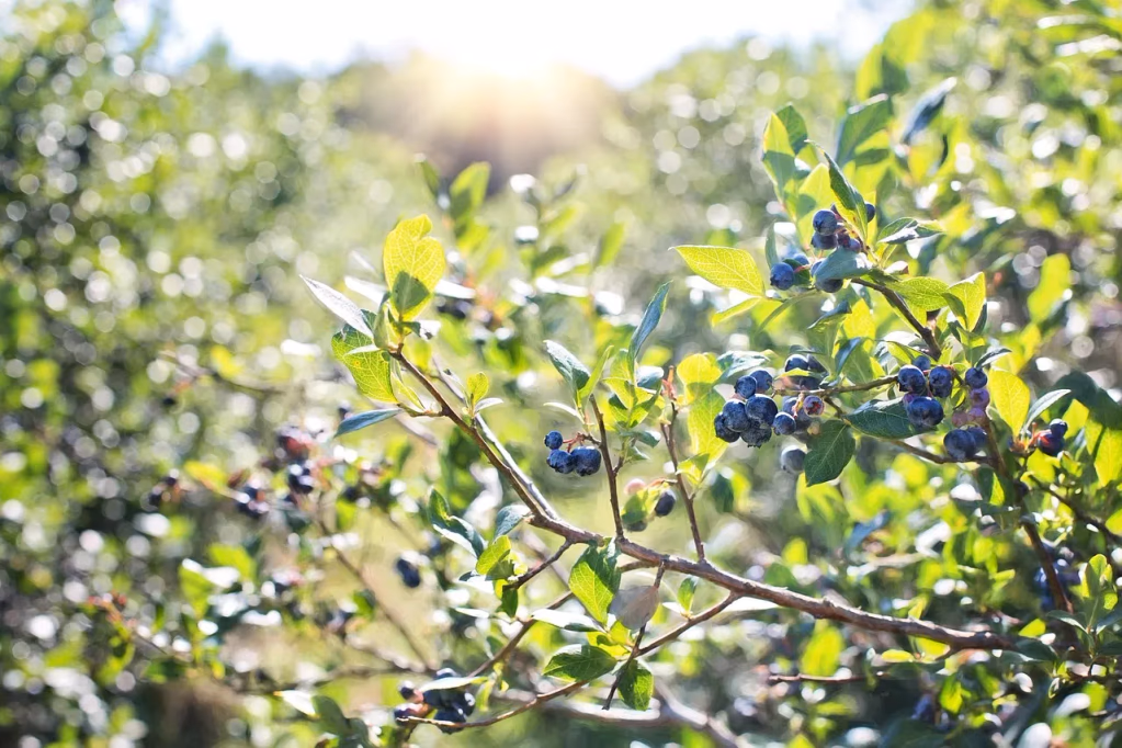 Fresh blueberries on a bush representing the GreenWise Organic Frozen Blueberries recalled due to potential E. coli O145 contamination in 2026
