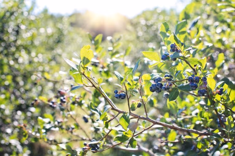 Fresh blueberries on a bush representing the GreenWise Organic Frozen Blueberries recalled due to potential E. coli O145 contamination in 2026