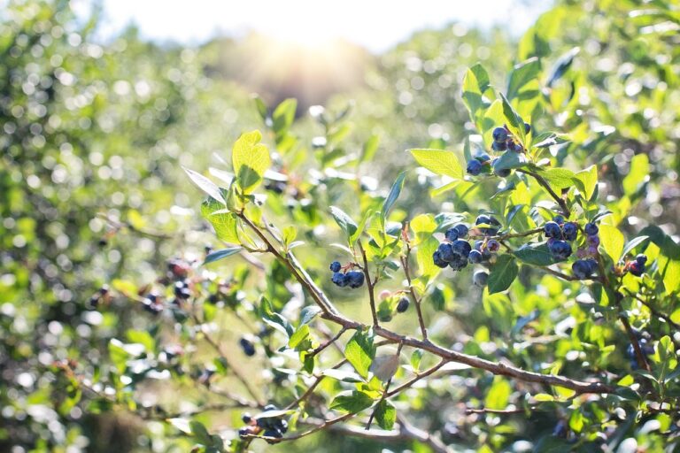 Fresh blueberries on a bush representing the GreenWise Organic Frozen Blueberries recalled due to potential E. coli O145 contamination in 2026