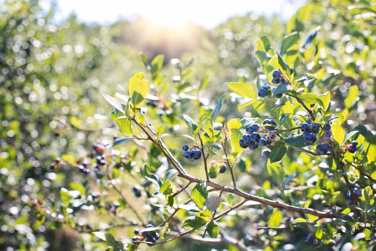 Fresh blueberries on a bush representing the GreenWise Organic Frozen Blueberries recalled due to potential E. coli O145 contamination in 2026