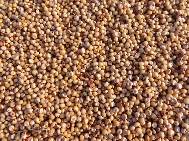 Close-up of sorghum grain seeds - an ancient, gluten-free grain with brain-protective polyphenols and 3-deoxyanthocyanidins