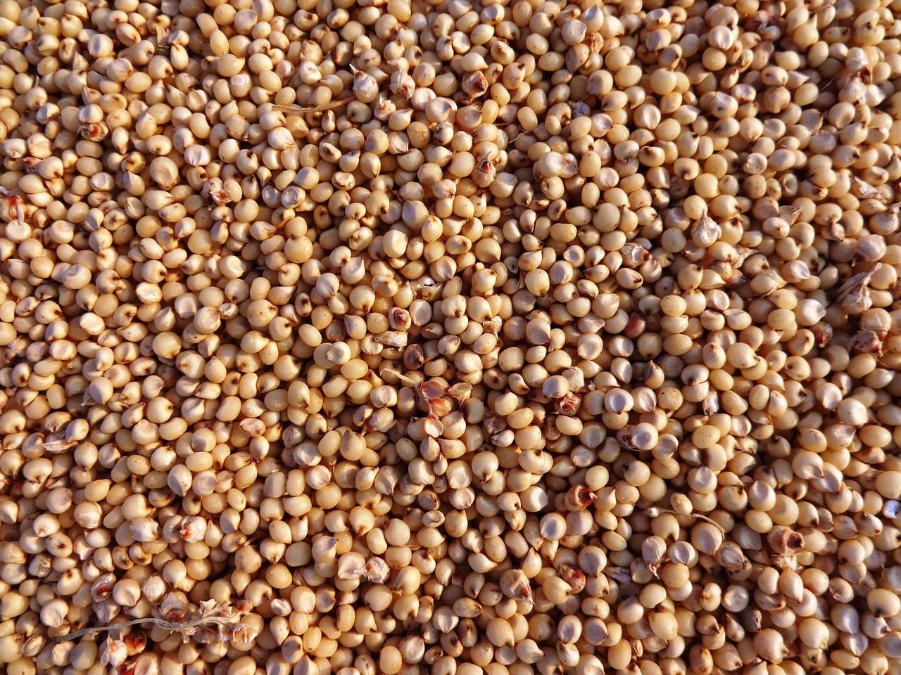 Close-up of sorghum grain seeds - an ancient, gluten-free grain with brain-protective polyphenols and 3-deoxyanthocyanidins
