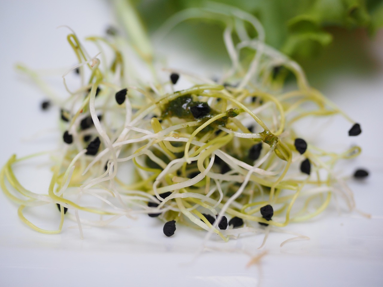 Fresh alfalfa sprouts on a white surface, showing the thin green stems and tiny leaves commonly used in salads and sandwiches