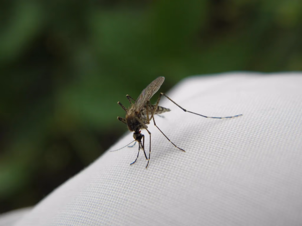 Close-up macro photograph of a mosquito on skin, illustrating the source of mosquito bites and the science behind mosquito bite relief