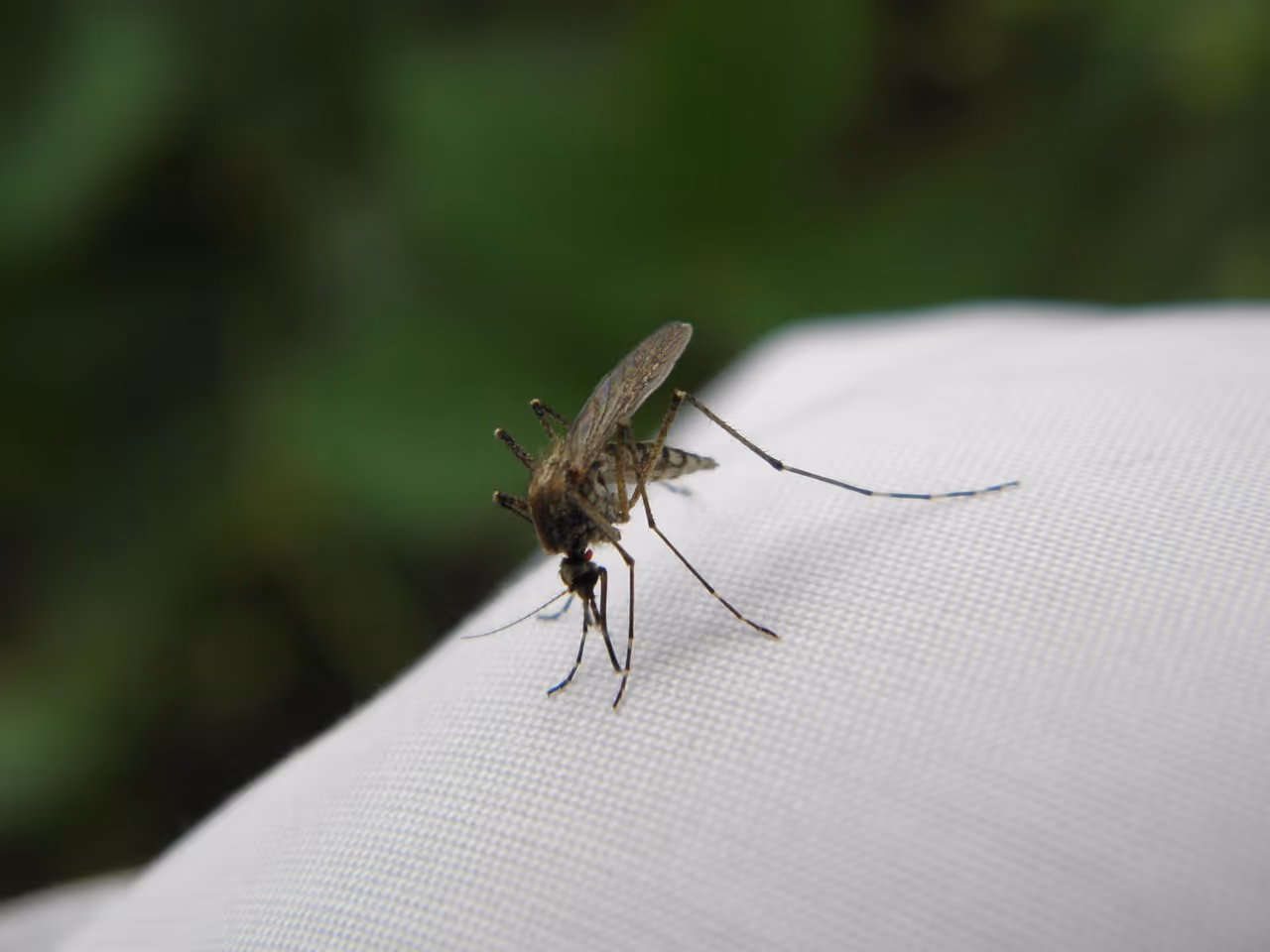 Close-up macro photograph of a mosquito on skin, illustrating the source of mosquito bites and the science behind mosquito bite relief
