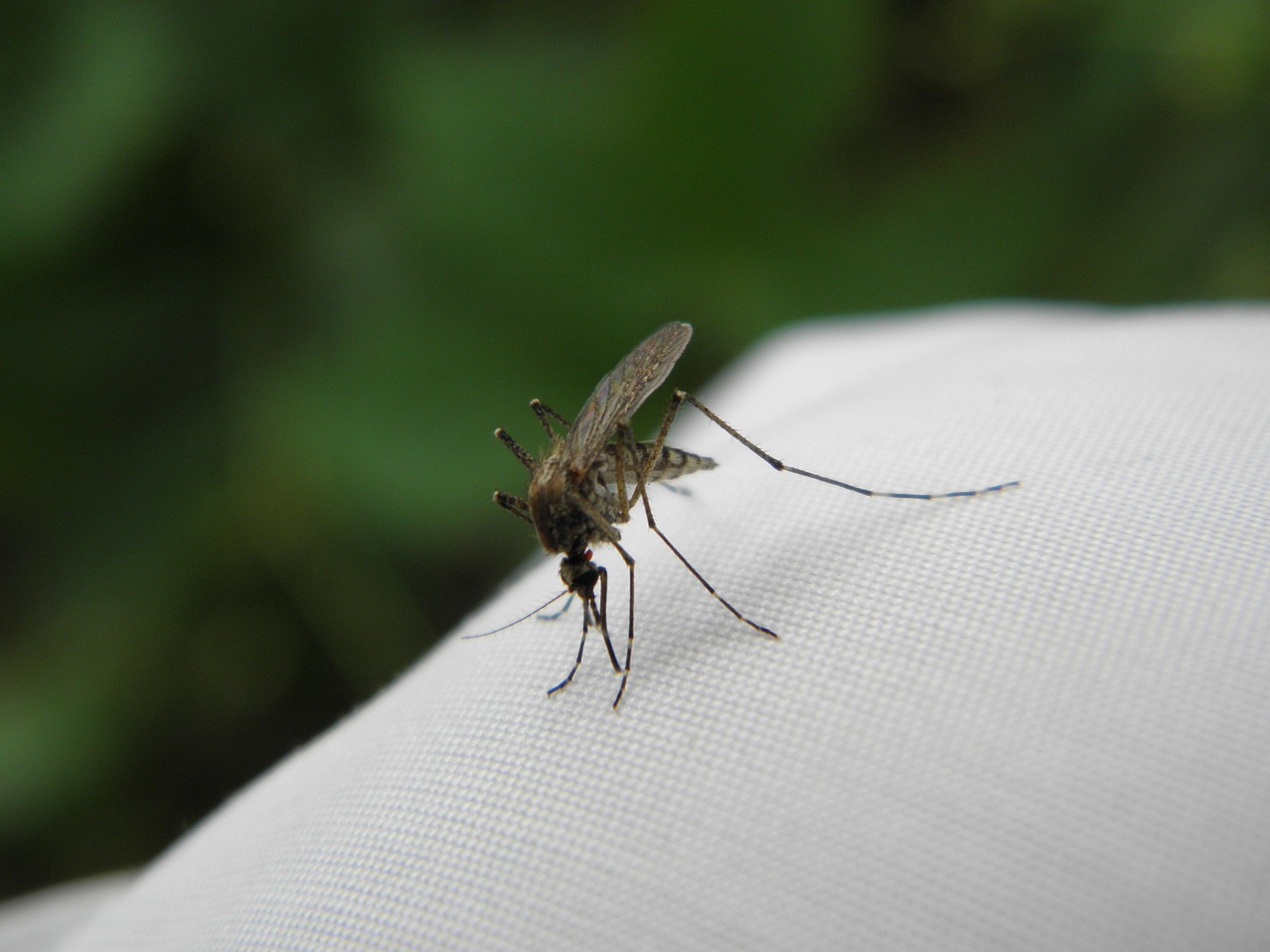 Close-up macro photograph of a mosquito on skin, illustrating the source of mosquito bites and the science behind mosquito bite relief