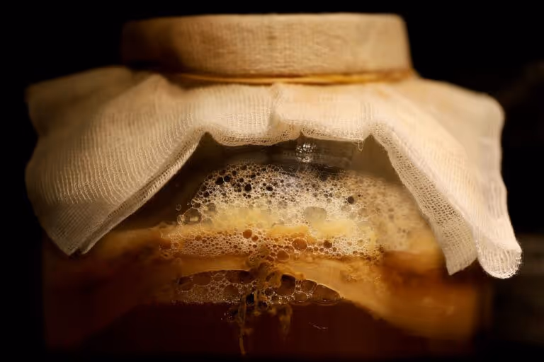 Close-up of a kombucha SCOBY fermenting in a glass jar with tea liquid, showing the best tea for kombucha brewing