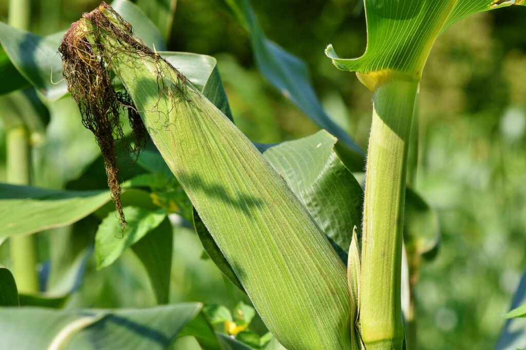 Fresh ear of sweet corn on the cob with green husk, showing golden yellow kernels ready for cooking