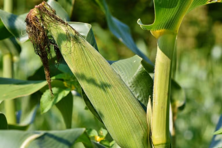 Fresh ear of sweet corn on the cob with green husk, showing golden yellow kernels ready for cooking