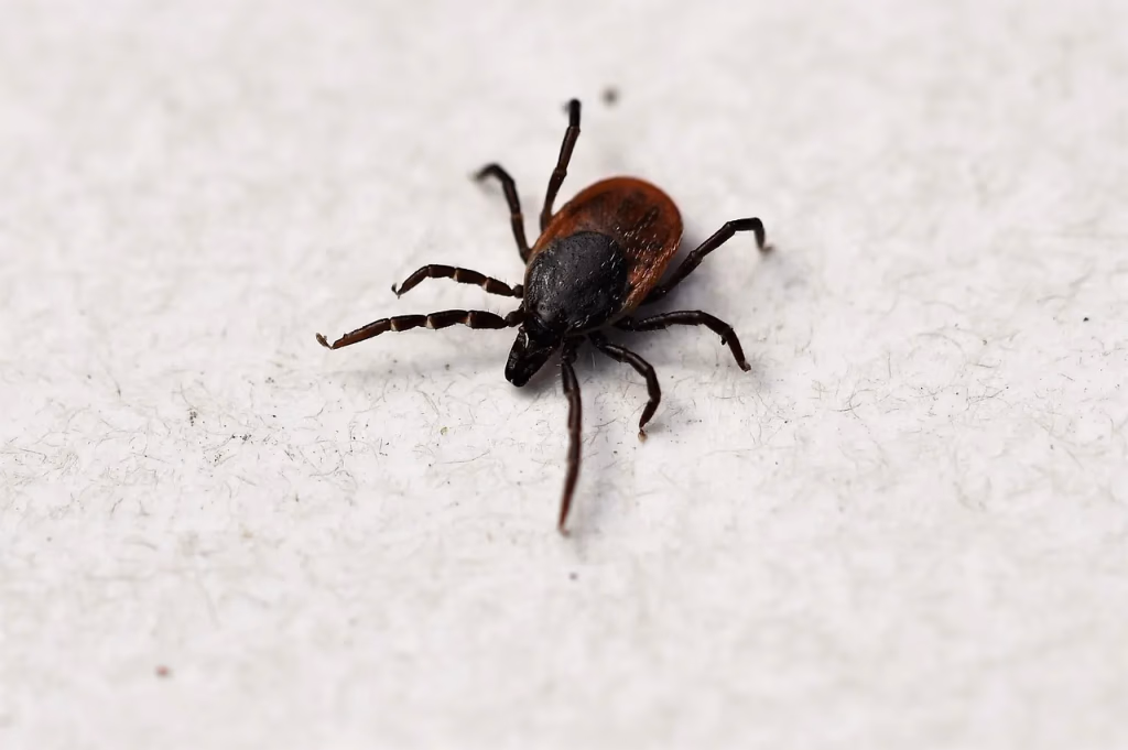 Macro close-up of a tick (Ixodes ricinus) on a wooden surface - the arachnid that transmits Lyme disease through its bite, relevant to early lyme disease detection and prevention
