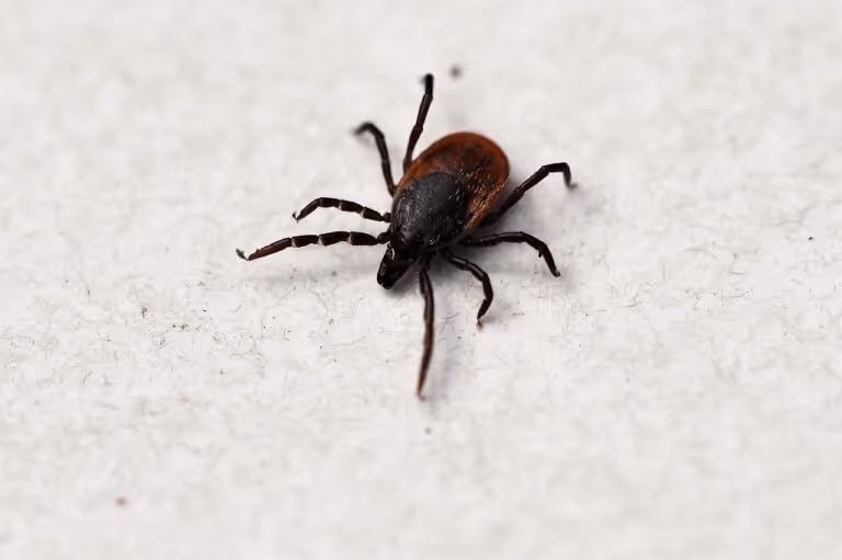Macro close-up of a tick (Ixodes ricinus) on a wooden surface - the arachnid that transmits Lyme disease through its bite, relevant to early lyme disease detection and prevention