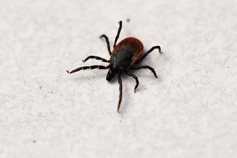 Macro close-up of a tick (Ixodes ricinus) on a wooden surface - the arachnid that transmits Lyme disease through its bite, relevant to early lyme disease detection and prevention