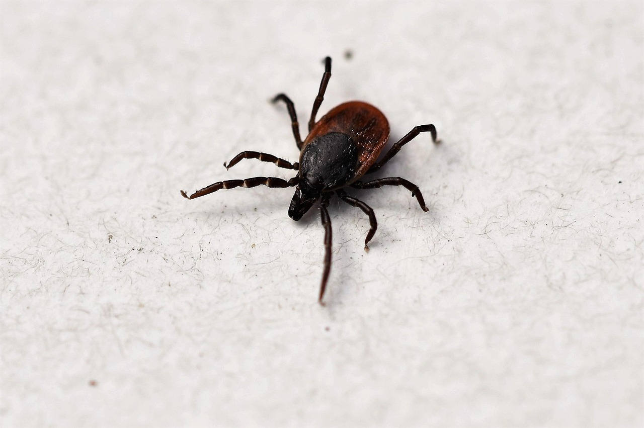 Macro close-up of a tick (Ixodes ricinus) on a wooden surface - the arachnid that transmits Lyme disease through its bite, relevant to early lyme disease detection and prevention
