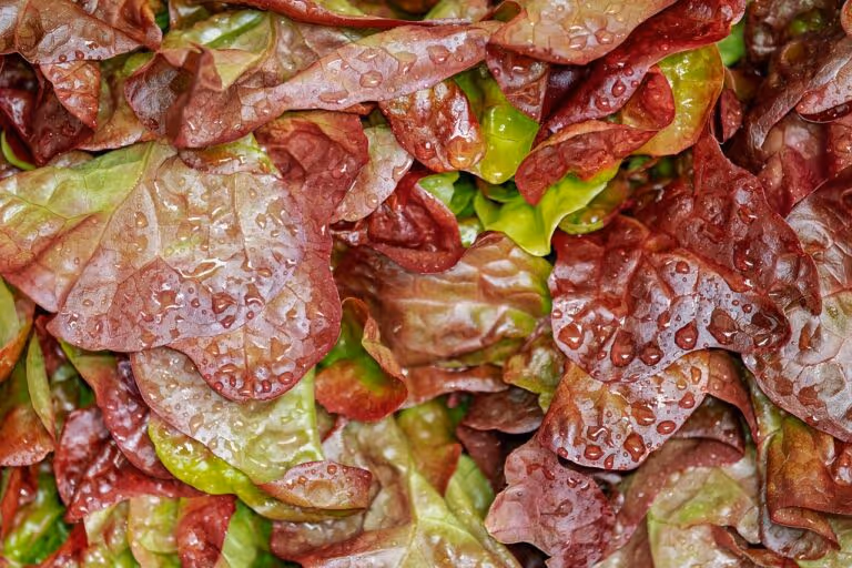 Close-up of fresh lollo rosso lettuce leaves with water droplets, representing a healthy anti-inflammatory salad base rich in antioxidants