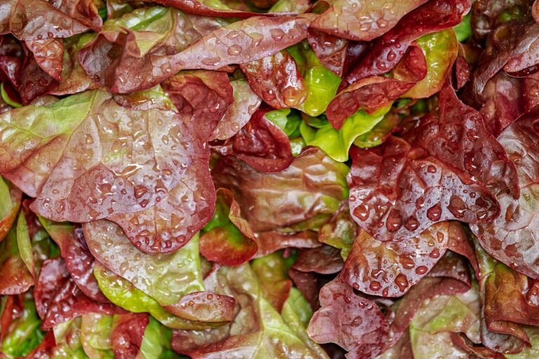 Close-up of fresh lollo rosso lettuce leaves with water droplets, representing a healthy anti-inflammatory salad base rich in antioxidants