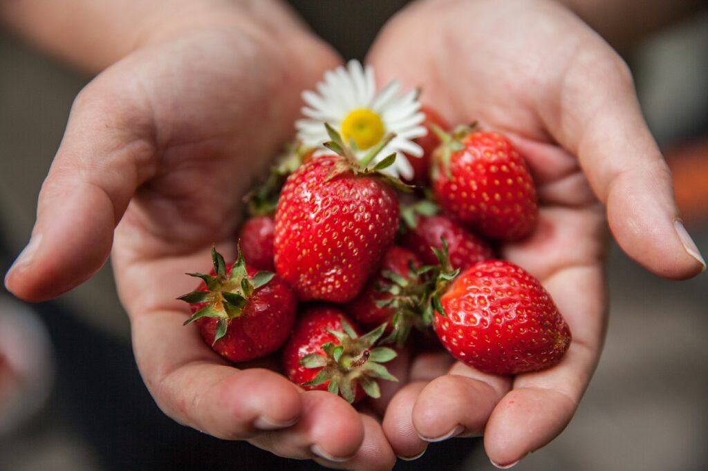 Hands holding fresh ripe red strawberries, representing healthy affordable food choices for eating well on a budget