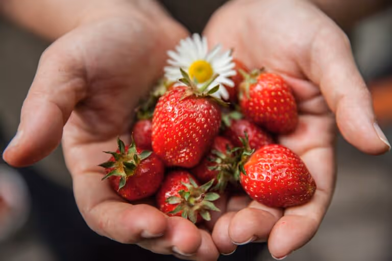 Hands holding fresh ripe red strawberries, representing healthy affordable food choices for eating well on a budget