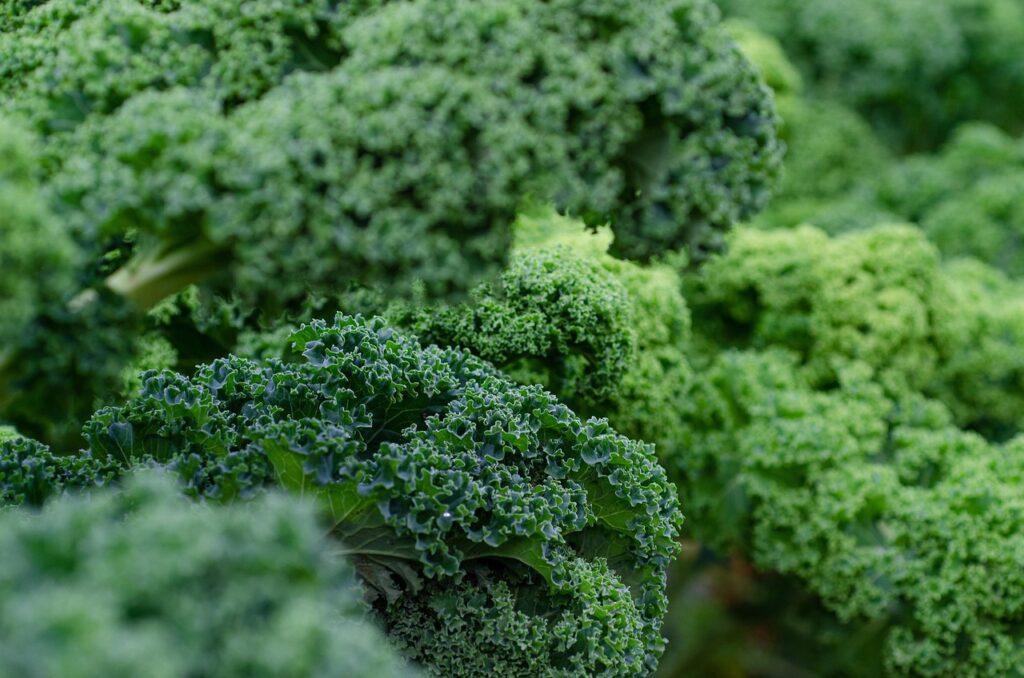 Fresh green kale leaves, a top dietary source of vitamin K1 associated with better lung function and lower COPD risk according to new research