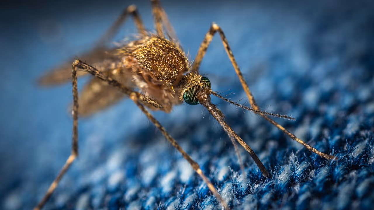 Close-up macro photo of a mosquito on a surface, representing West Nile virus transmission through mosquito bites and the importance of mosquito bite prevention during summer months