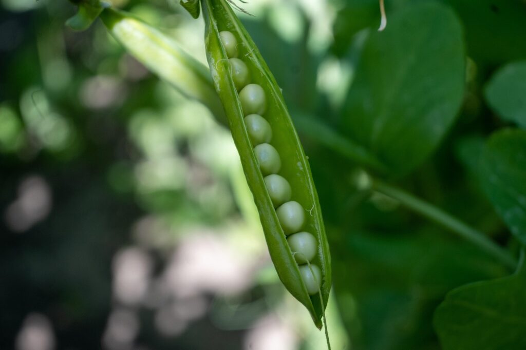 Fresh green peas in a vegetable garden, the top dietitian-recommended vegetable for constipation relief due to high fiber, water, and magnesium content