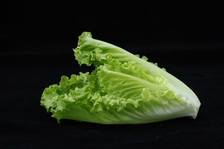 romaine lettuce safety