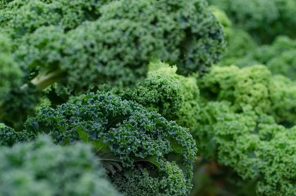 Close-up of fresh green kale leaves with water droplets, representing leafy greens for longevity and healthspan